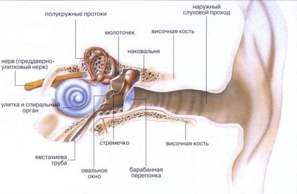 Membrana timpanică este ceea ce este, descrierea, structura