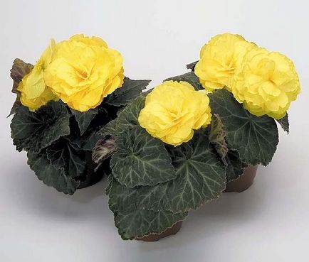 Begonia galben Calitatea galbenă cu descriere și fotografie