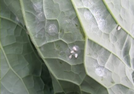 Whitefly pe varza si masuri de combatere a acesteia