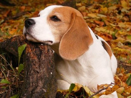 Beagle este un pic despre viața de obayash vesel