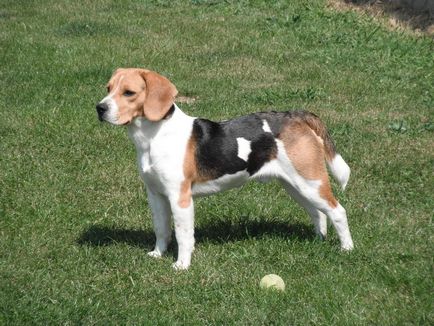 Beagle este un pic despre viața de obayash vesel