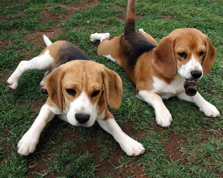 Beagle este un pic despre viața de obayash vesel