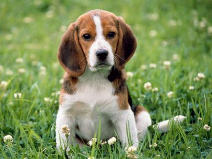 Beagle este un pic despre viața de obayash vesel