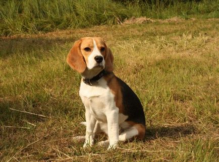 Beagle este un pic despre viața de obayash vesel