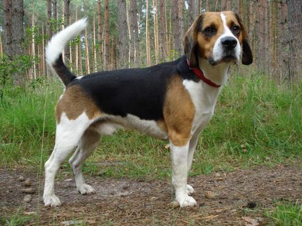 Beagle este un pic despre viața de obayash vesel