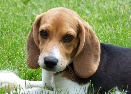 Beagle este un pic despre viața de obayash vesel