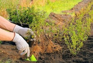 Fotografia agricolă obișnuită, de aterizare și îngrijire, fără probleme