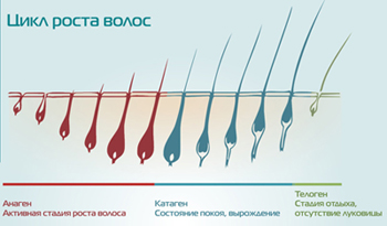 Блог воскова і цукрова епіляція - як продовжити ефект від епіляції, шовк