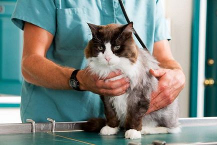 Dermatita fulgere la pisici, simptome, tratament si prevenire