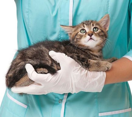 Dermatita fulgere la pisici, simptome, tratament si prevenire