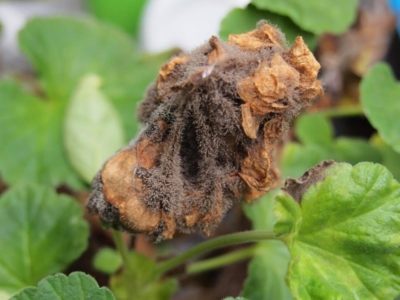 Bolile de frunze de geranium, pelargonium, cum să se ocupe de ele, influența dăunătorilor