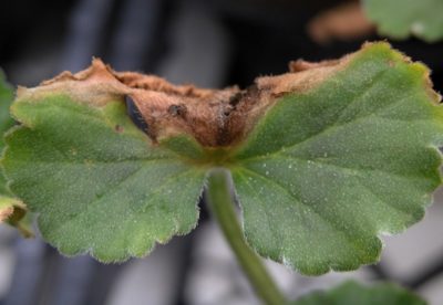 Bolile de frunze de geranium, pelargonium, cum să se ocupe de ele, influența dăunătorilor