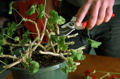 Bolile de frunze de geranium, pelargonium, cum să se ocupe de ele, influența dăunătorilor