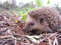 Boli de blană, ace de ace în arici, arici, spini, acarieni, ciuperci ale pielii, piele uscată de fulgi într-un arici,