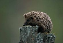 Boli de blană, ace de ac în arici, arici, spini, acarieni, ciuperci ale pielii, piele uscată de fulgi într-un arici,