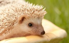 Betegségek prém, tűk, tűk a sün sün, tövis, kullancsok, bőr gomba, száraz pikkelyes bőr sün (atkák) Betegségek prém, tűk, tűk a sün sün, tövis, kullancsok, bőr gomba, száraz pikkelyes bőr sün,