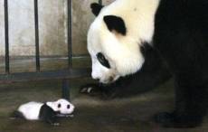 Big panda - emblema națională a Chinei, accentul chinezesc