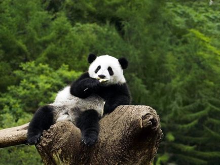 Велика панда, позитивний інтернет-журнал