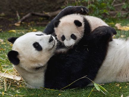 Panda mare, o revistă online pozitivă