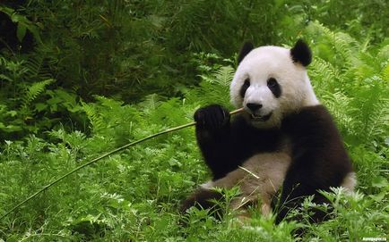 Велика панда, позитивний інтернет-журнал