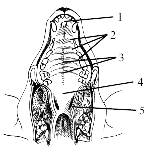 Bookreader - stomatologie de câini