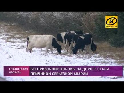 Бій з биком! Стадо корів проти пацанів на