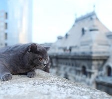 Британська короткошерста кішка опис породи, фото, ціна кошенят, відгуки