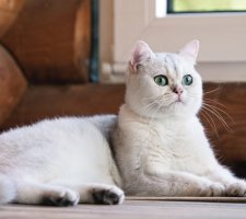 Британська короткошерста кішка опис породи, фото, ціна кошенят, відгуки
