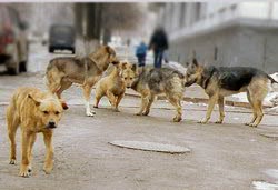 Kóbor állatok előnyei és hátrányai, hogyan kell segíteni őket, vadgazdálkodási forgatás