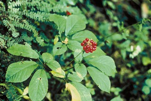 Tea és tinktúra ginseng növények gyógyászati, egészségügyi előnyei és hátrányai