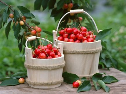Mennyire hasznos cseresznye - fehér cseresznye hasznos tulajdonságai - Élelmiszer