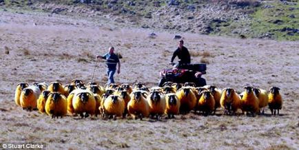 Щоб овець не крали, фермер їх пофарбував в помаранчевий колір