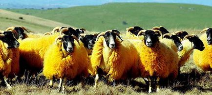 Щоб овець не крали, фермер їх пофарбував в помаранчевий колір