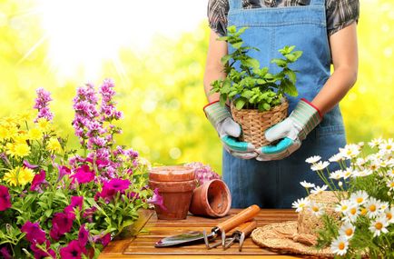Ce este floricultura, beneficiile plantelor de cultivare a containerelor