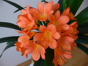 Flowers - a szépség szimbóluma - Újság - Arna