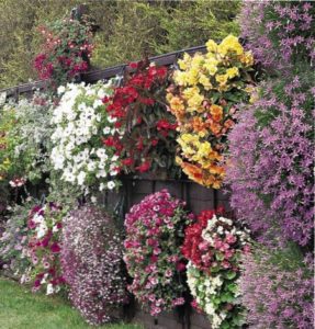 Flori în recipiente, în grădină și în grădină