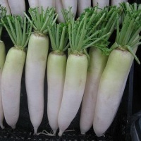 Daikon hasznos tulajdonságok és ellenjavallatok japán retek