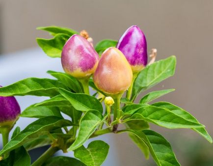 Декоративни пипер (Capsicum) отглеждане и грижи в дома