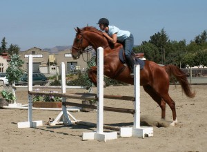 Дев'ять типів перешкод і їх вплив на стрибок коня, esu horses