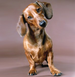 Dieta pentru Dachshund - articole - forum de vânători