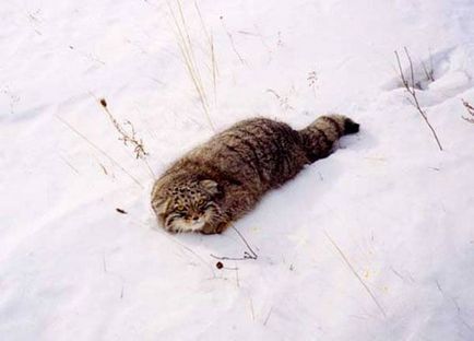 Manul de pisică sălbatică (pisică pallas)