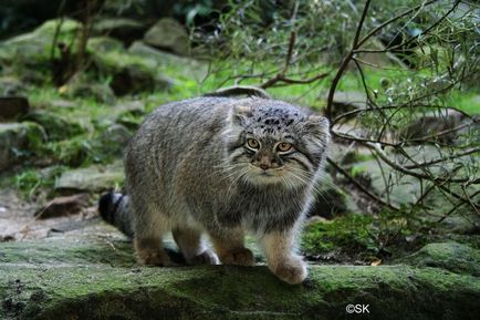 Wildcat manul (Pallas cat)