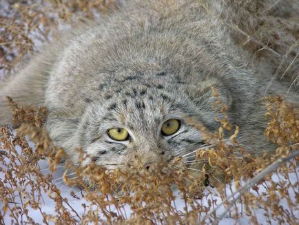 Manul de pisică sălbatică (pisică pallas)