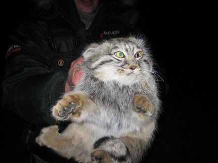 Manul de pisică sălbatică (pisică pallas)