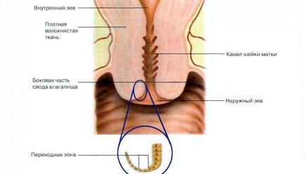 Довжина шийки матки по тижнях вагітності норми по узі