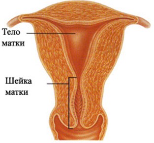 Довжина шийки матки при вагітності норма, прогнози
