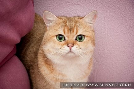 Blogok - sunraycat