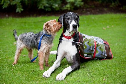 Dog nevű Cooper - a legnagyobb kutya a világon