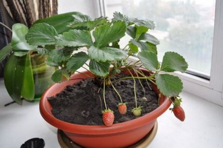 Căpșuni de casă pe balcon și instrucțiuni pentru ferestrele pentru creștere