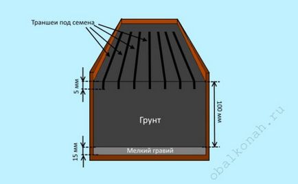 Căpșuni de casă pe balcon și instrucțiuni pentru ferestrele pentru creștere